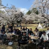 会社でお花見イベントを行いました！！＠光が丘公園